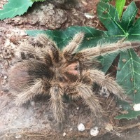 Grammostola porteri 3-4" F