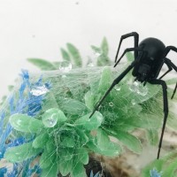 Latrodectus hesperus drinking