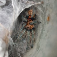 Freshly molted