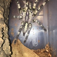 poecilotheria vittata female w/ flash