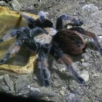 B.emilia 6 year old female