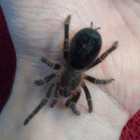 Grammostola pulchripes