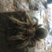 Tarantula ID Request