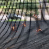 Assassin guys and eggs on my window screen