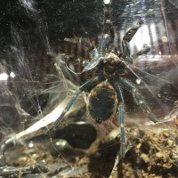 Help sexing my GBB