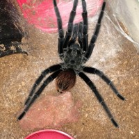 MM Brachypelma vagans; 6" DLS; Mature molt date 8-15-18