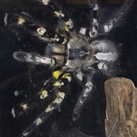 P. regalis