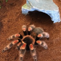 Brachypelma smithi