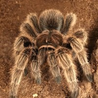 Grammostola porteri