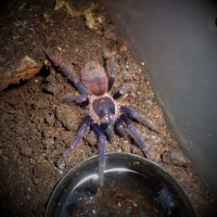 Pterinopelma sazimai