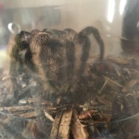 Brachypelma albopilosum [1/2]