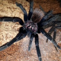 Xenesthis sp. blue Colombia