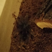 Pink toe tarantula (unknown age and gender)
