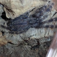 Poecilotheria vittata sling