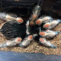 Brachypelma baumgateni; 3.25 DLS; Molt Date 8-19-18; Photo'd 8-20-18