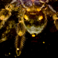 Brachypelma hamorii [ventral sexing]