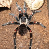 Spider yoga - starfish pose