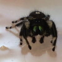 Phidippus regius MM