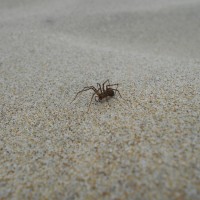 Unknown Sand Spider
