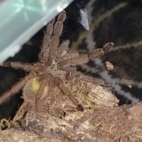 Sold to me as a wild caught T. Stirmi