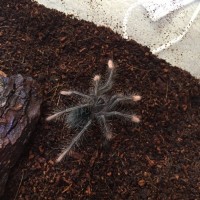 Theraphosa apophysis Unsexed Sling