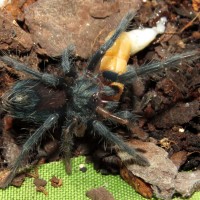 Something to Sink Your Teeth Into (♀ Phormictopus sp. "south Hispaniola" 1")