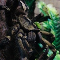 Poecilotheria ornata