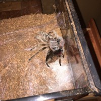 Molting Grammostola rosea