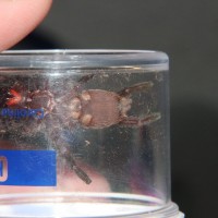 C. sp Vietnam blue