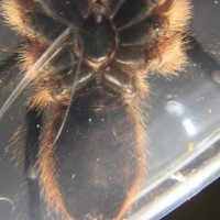 M. balfouri A1