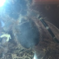 Grammostola pulchripes M?