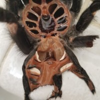 Grammostola pulchra [molt sexing]