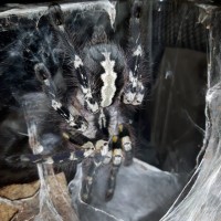 P.regalis