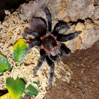 Brachypelma vagans