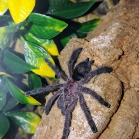 Avicularia purpurea