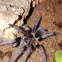 Phormictopus sp "Dominican purple"