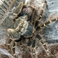 Help! (Upright Molt)