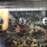 Thrixopelma ockerti M or F