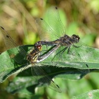 Mating dragonflies