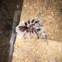 Grammostola rosea