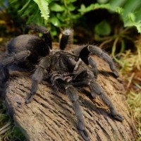Brazilian Black Tarantula (Grammostola pulchra)