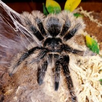 Brachypelma albopilosum