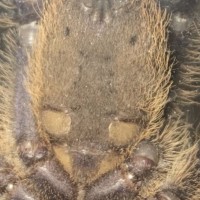 Lampropelma violaceopes [ventral sexing]