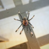 New P. irminia sling