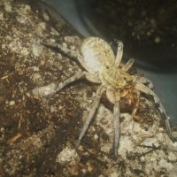 Lycosa tarantula