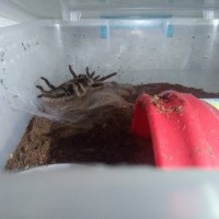 Mitzy's Molting! - Brachypelma Albopilosum