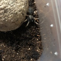 My Mexican Red Knee