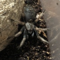 Mexican Red Knee