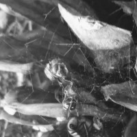Latrodectus variolus [black and white]