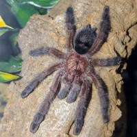 Avicularia purpurea